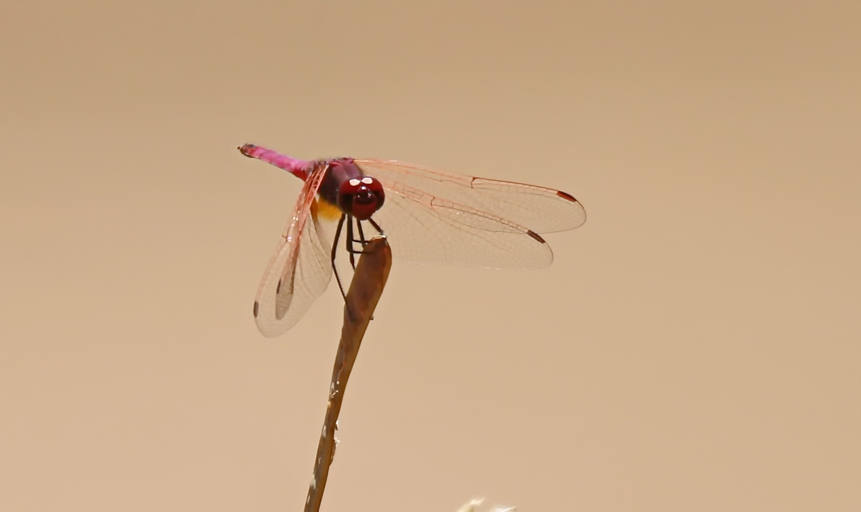 Trithemis annulata,Männchen