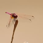 Trithemis annulata,Männchen