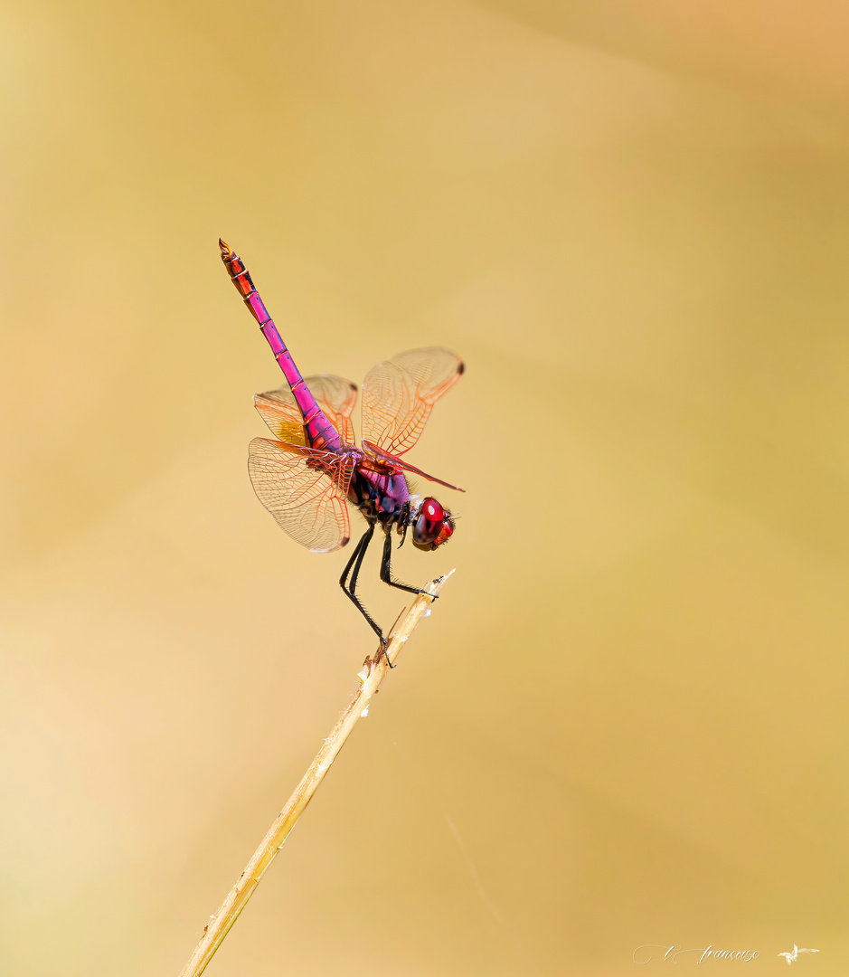 Trithemis annulé