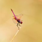 Trithemis annulé