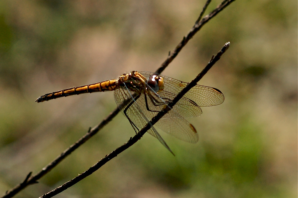 Trithemis arteriosa - Nymphe