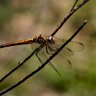 Trithemis arteriosa - Nymphe