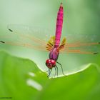 Trithemis aurora