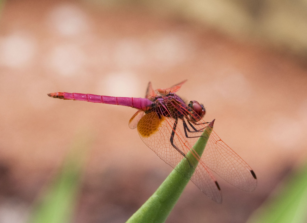 Trithemis aurora (Dawn Dropwing)