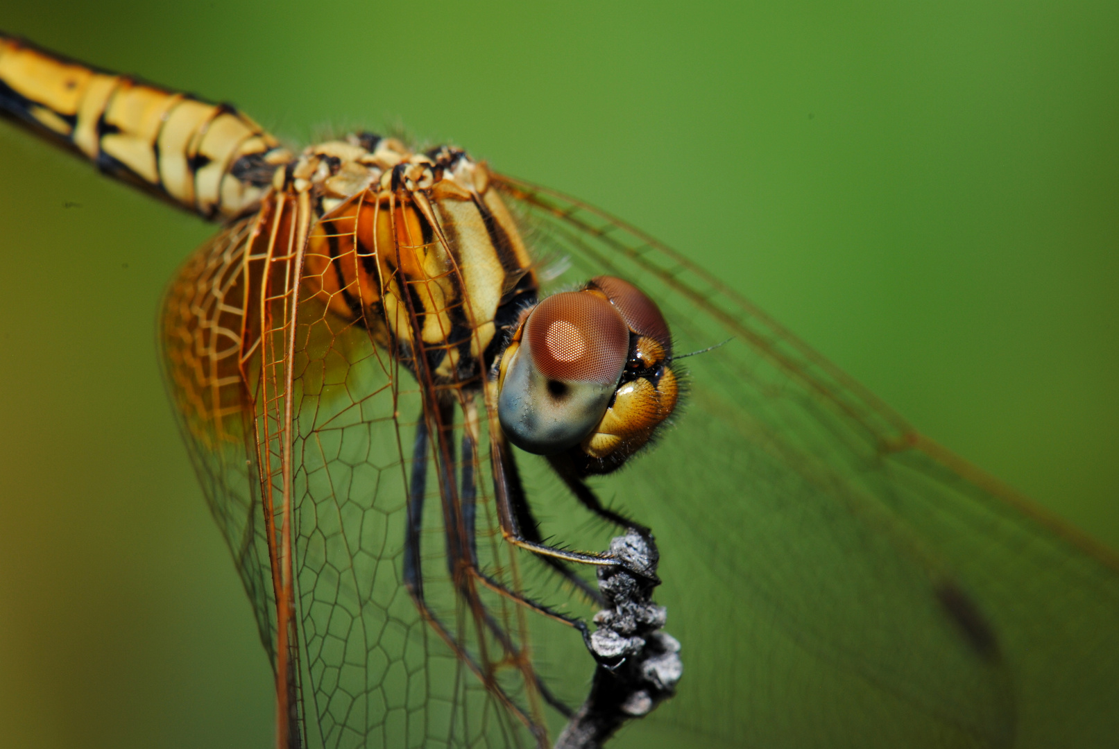 Trithemis aurora, f