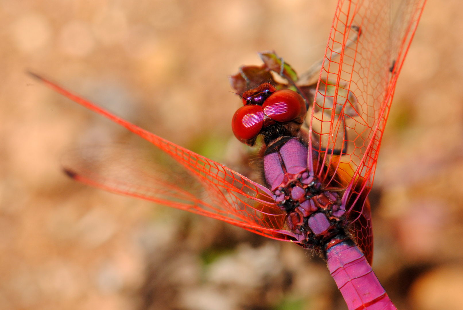 Trithemis aurora, m