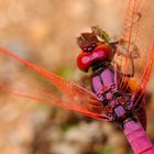 Trithemis aurora, m