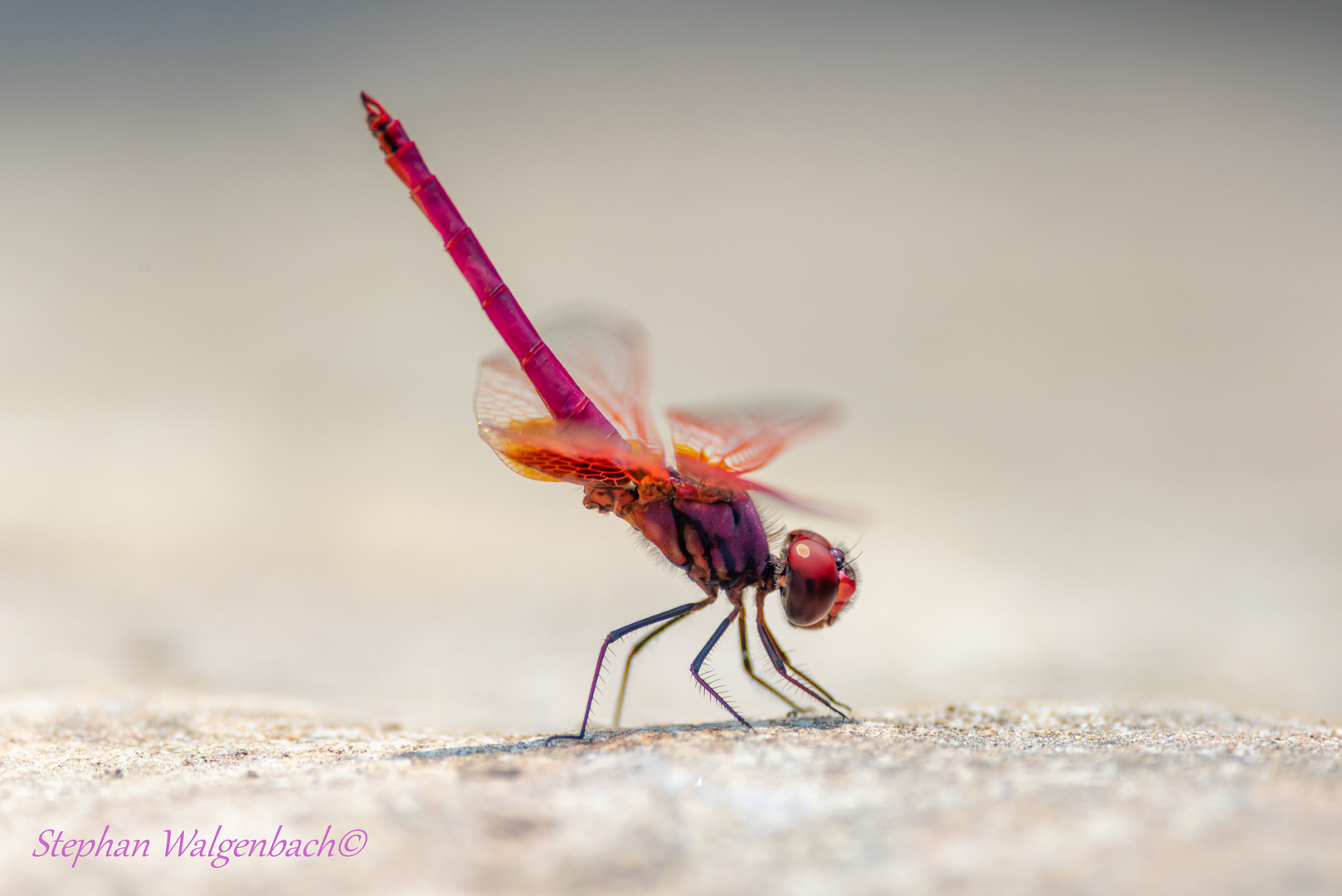  Trithemis aurora male