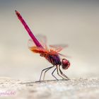  Trithemis aurora male