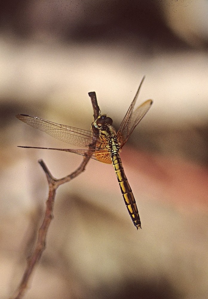 Trithemis aurora (Thailand/ Koh Phangan)