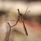 Trithemis aurora (Thailand/ Koh Phangan)