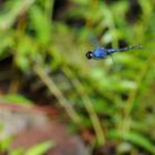 Trithemis festiva, m