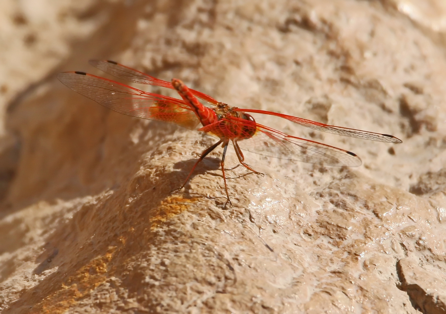 Trithemis kirbyi