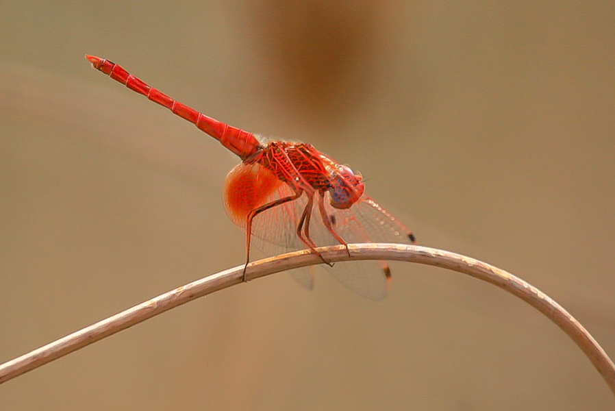 Trithemis kirbyi m.