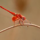 Trithemis kirbyi m.