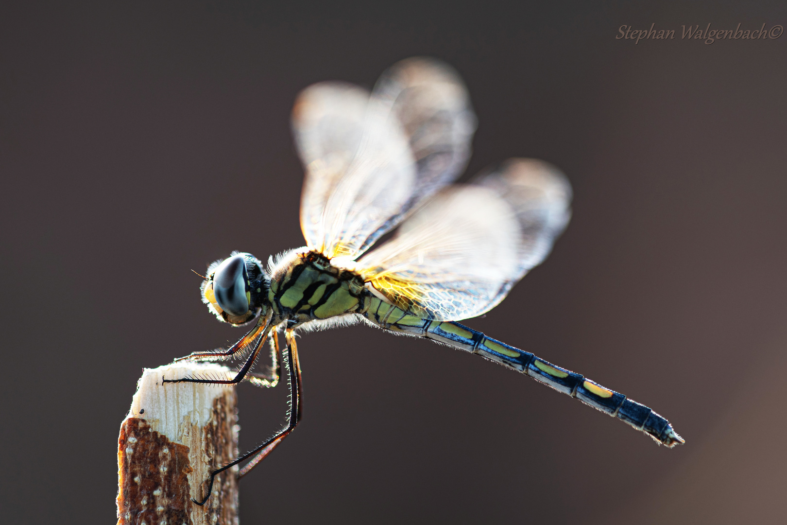 Trithemis pallidinervis