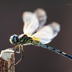 Trithemis pallidinervis