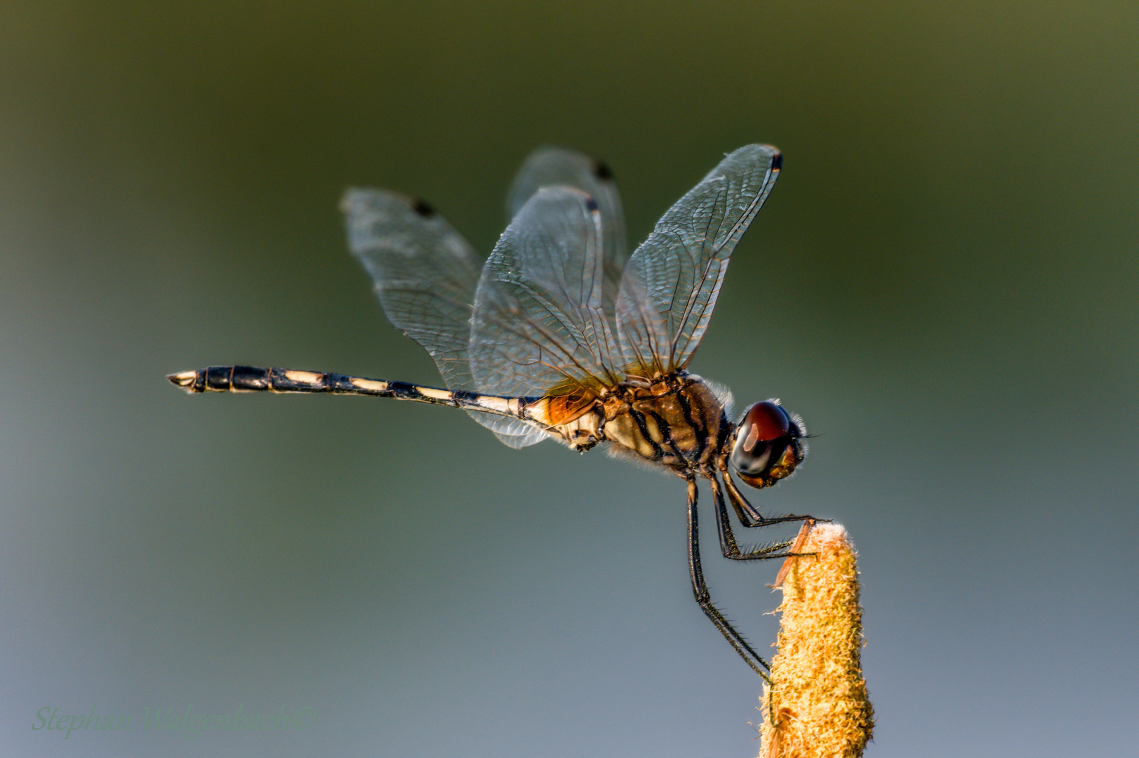 Trithemis pallidinervis