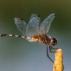 Trithemis pallidinervis