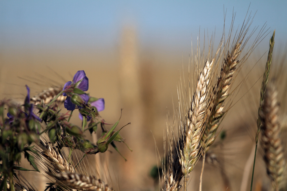 Triticale...