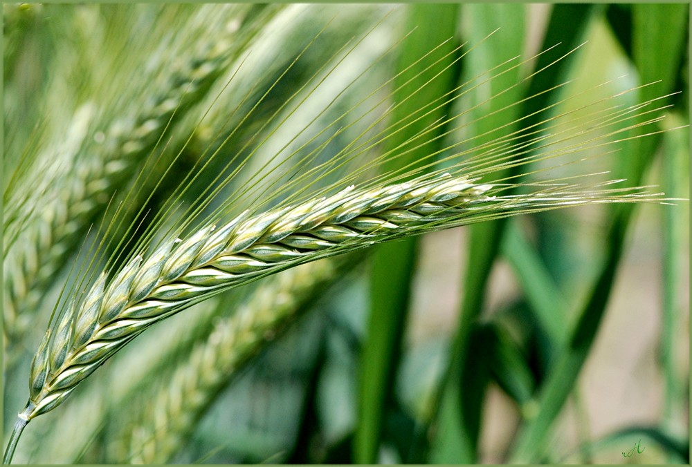 Triticale