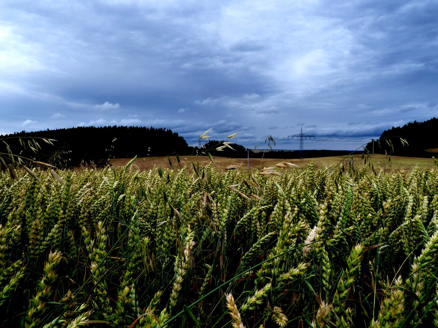 Triticale-Feld bei Reitzengeschwenda