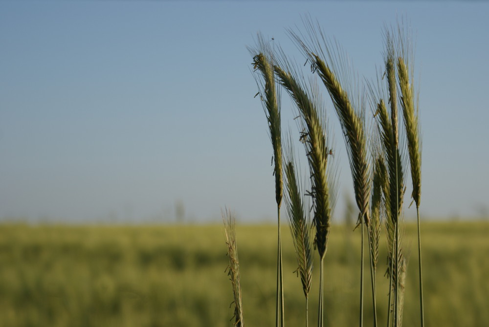 Triticale im Sommer