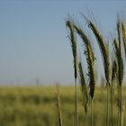 Triticale im Sommer