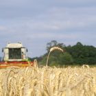 Triticale vs. Claas Lexion 630