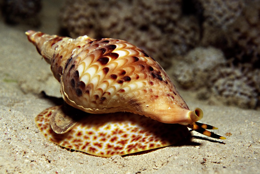Malvorlage schnecke im meer Idea