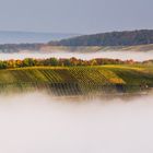 Trittenheimer Nebelblick