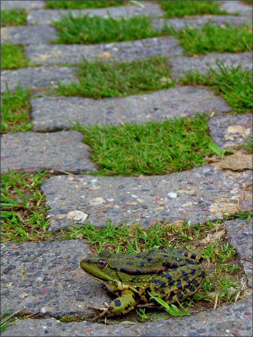 Trittsteinbiotope