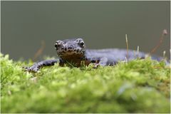 Triturus alpestris