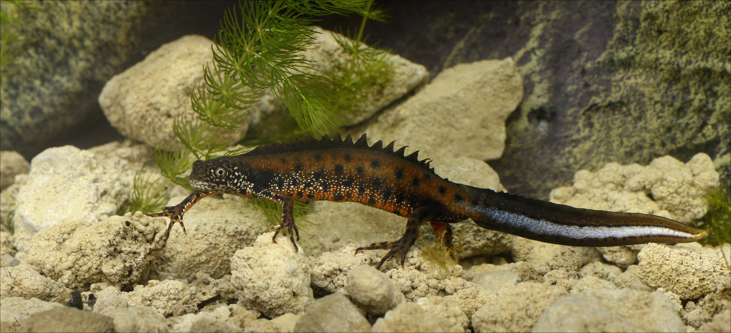 * Triturus dobrogicus * Foto & Bild europe, hungary, tiere Bilder auf