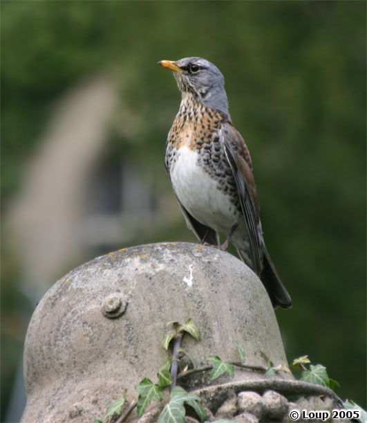 Triumph des Lebens