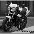 Triumph Speedy 2011