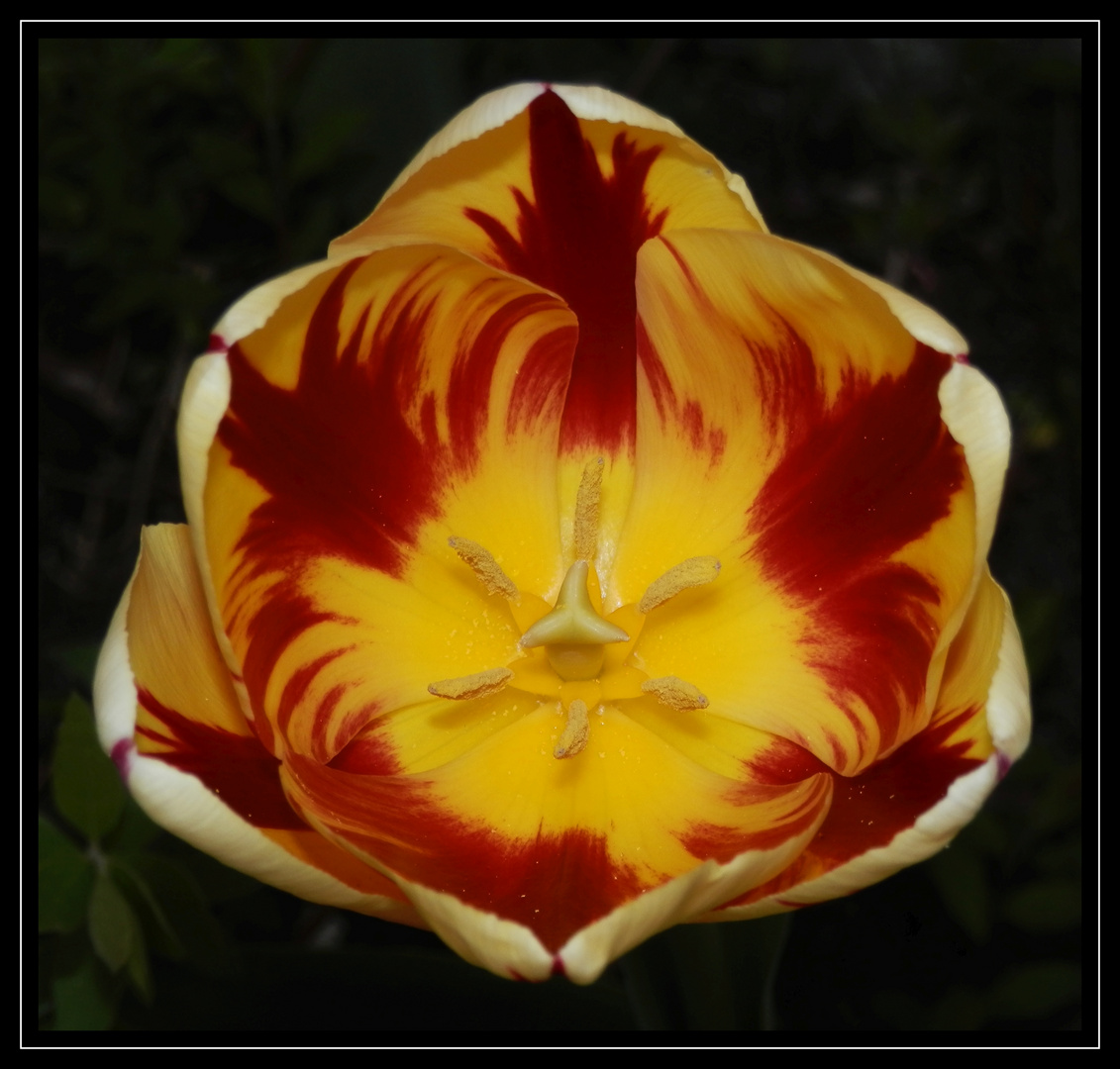 Triumph-Tulpe "Holland Queen"