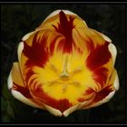 Triumph-Tulpe "Holland Queen"