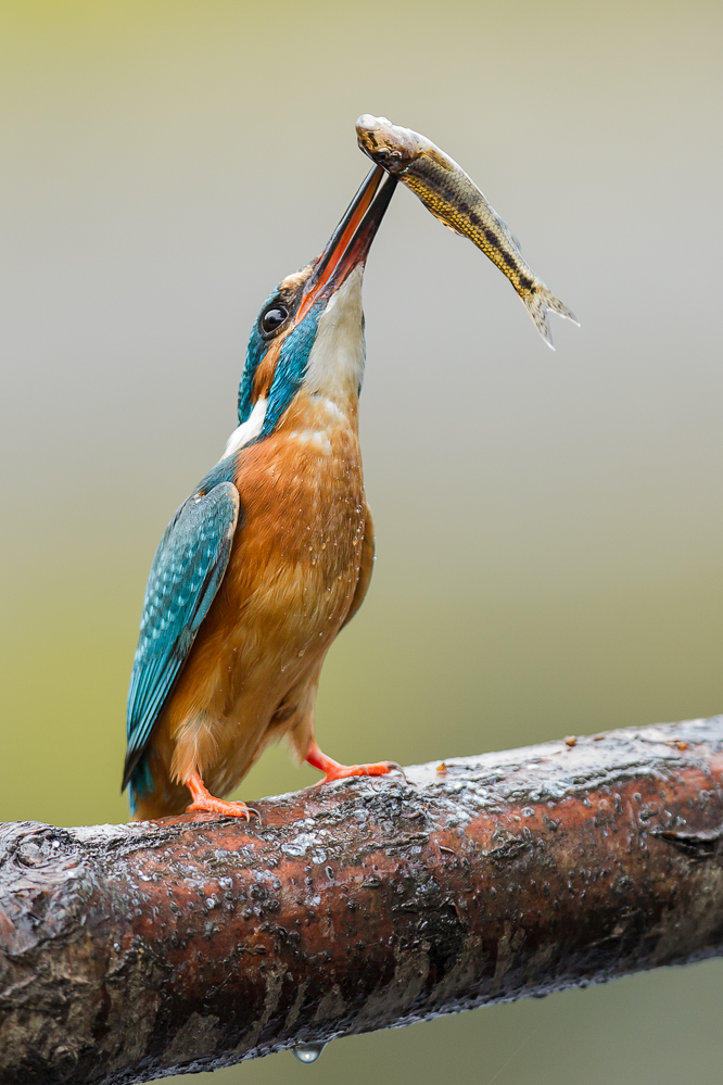 Get Triumphierend Free Triumphierend