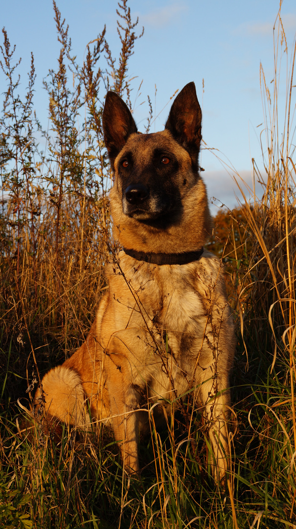 trixi im sonnenuntergangsmodus