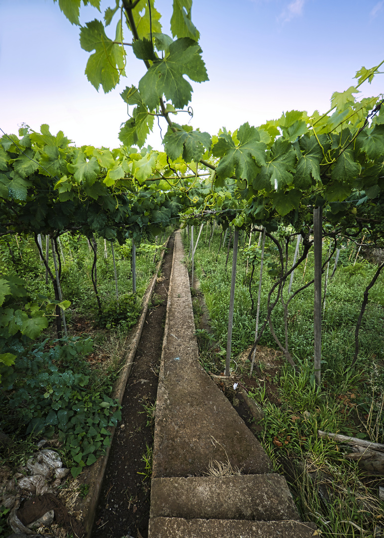 TRL01722 Weinberg auf Madeira