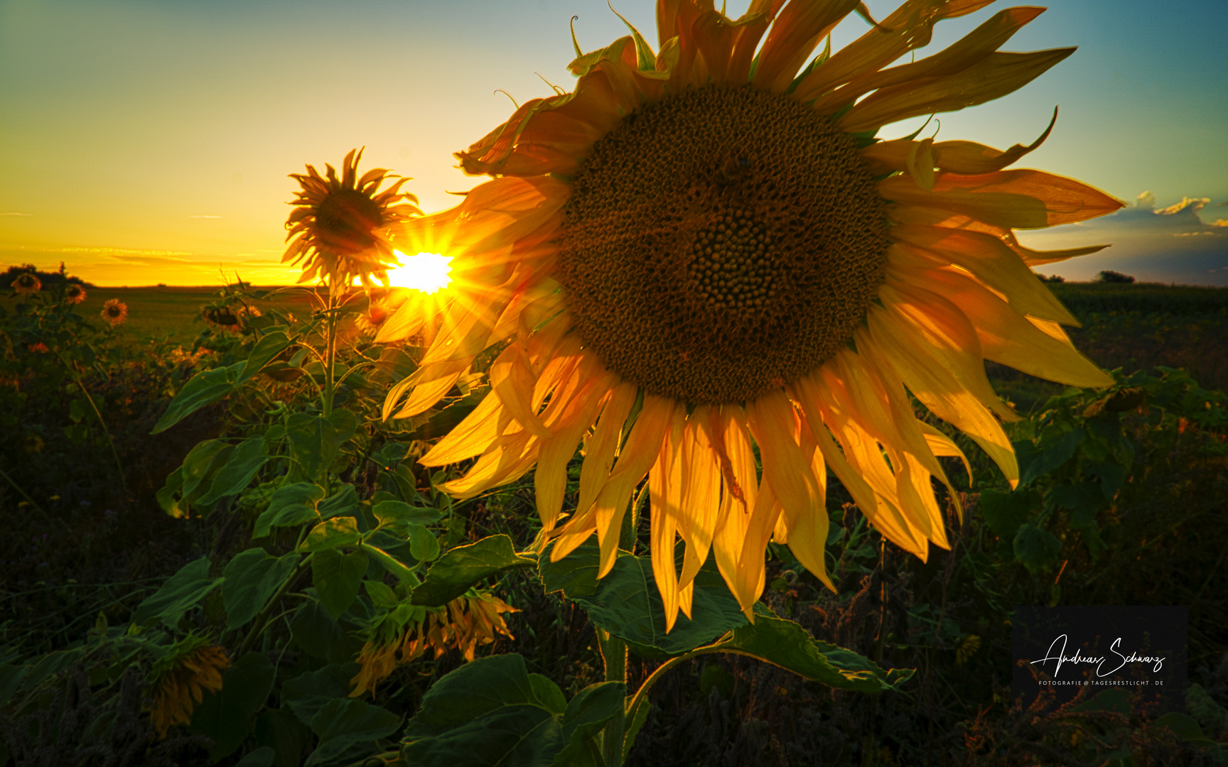 _TRL6996 Sonnenblumen