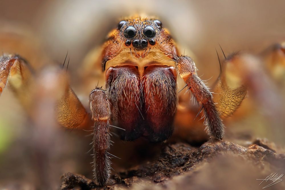 Trochosa terricola Weibchen Foto & Bild tiere, wildlife, spinnen