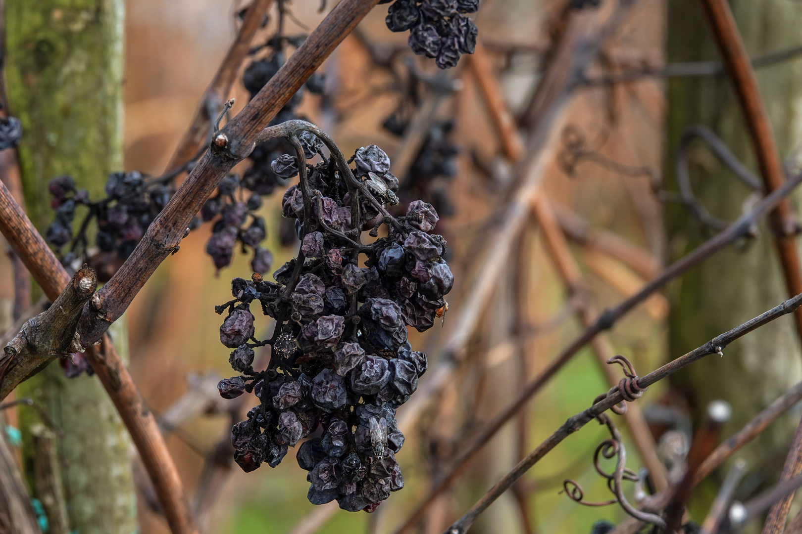 "Trockenbeer-Auslese"