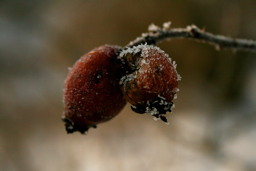 Trockenbeeren