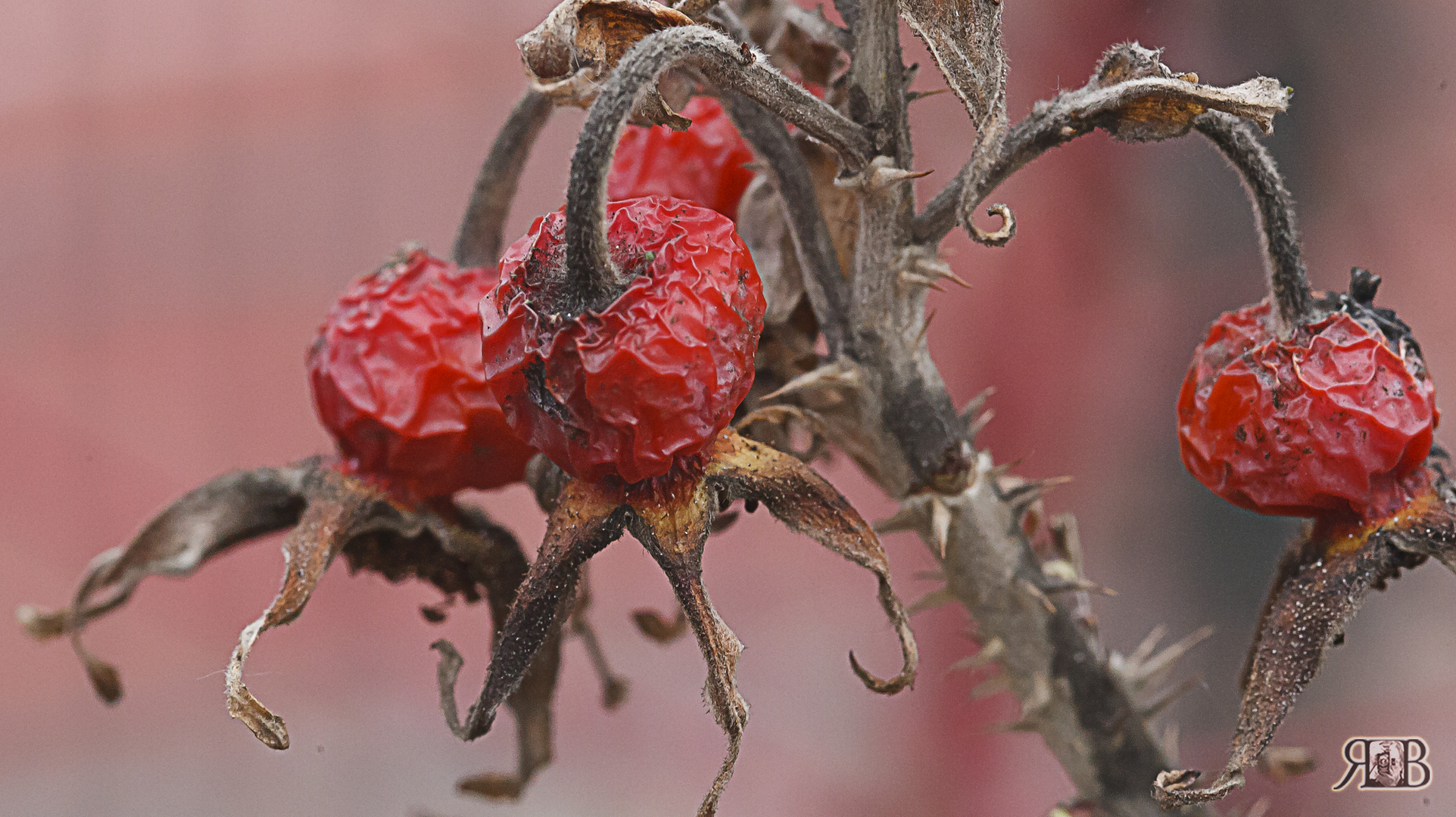 Trockenbeeren-fotolese