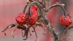 Trockenbeeren-fotolese