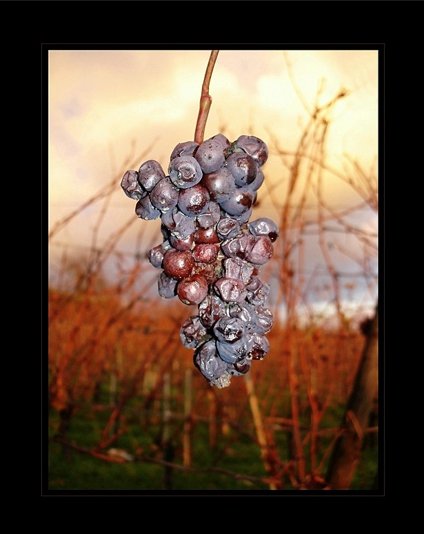 "Trockenbeerenauslese"