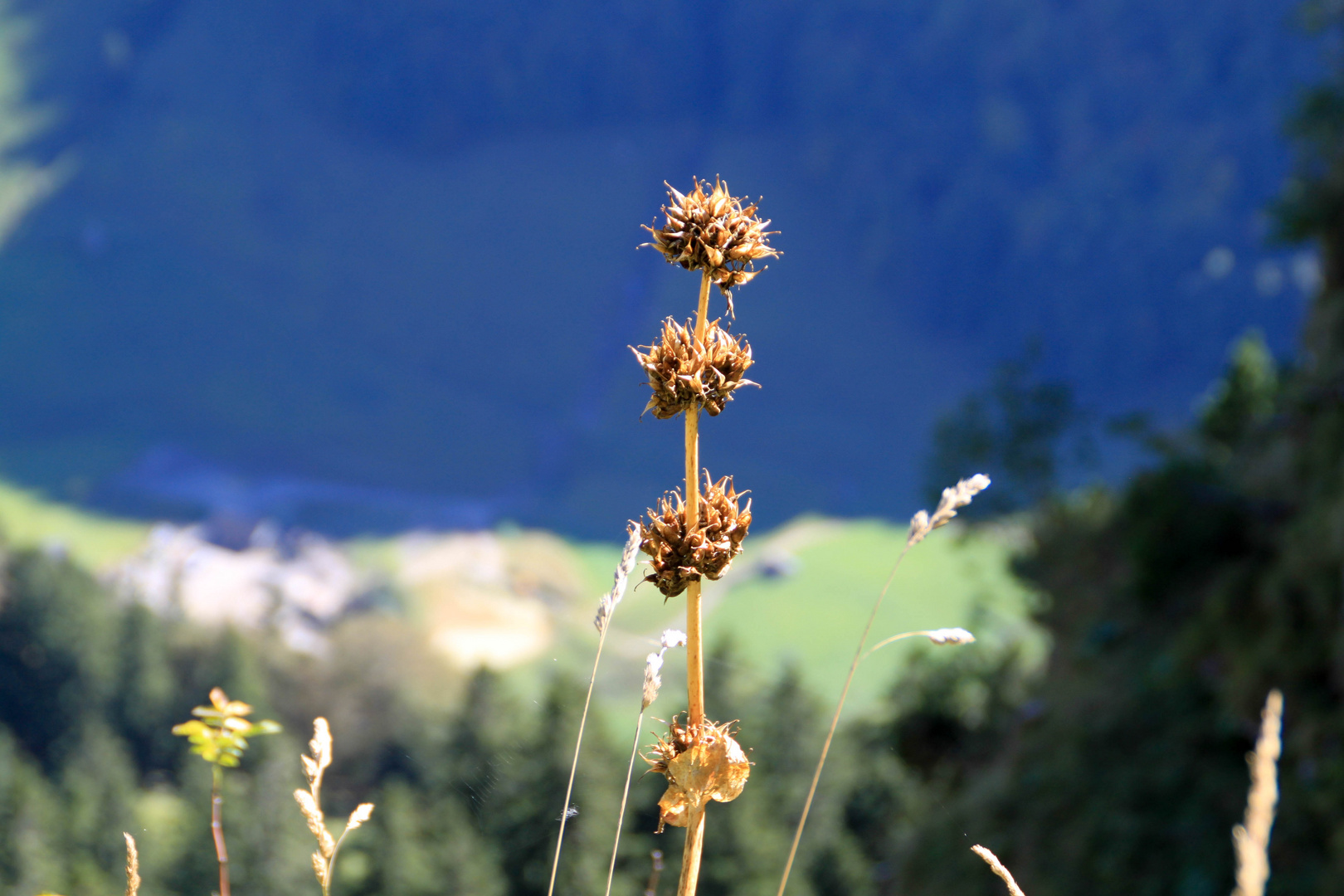 Trockenblüte