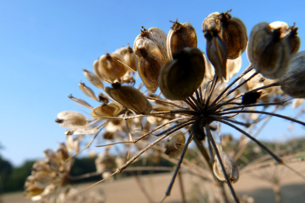 Trockenblüten...